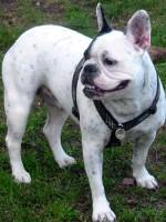 C'est pas si facile que ça la vie de chien... C'est pas si facile que ça la vie de chien...