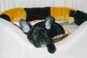 Sandy à 3 mois Sandy à 3 mois