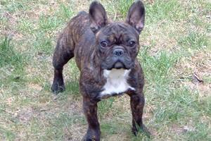 Taï-Shi à 9 mois 1/2 Taï-Shi à 9 mois 1/2