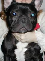 Yoda à 13 mois Yoda à 13 mois