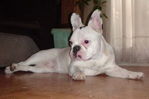 Bonny à 7 mois Bonny à 7 mois