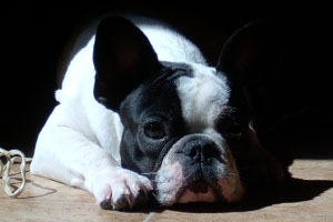 Dagobert à 1 an tout juste