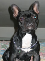 Sumo à 2 ans et 2 mois