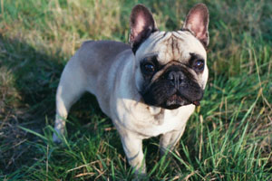 Tann à 1 an et demi