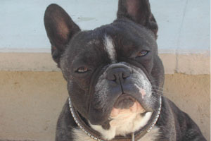 Tryphon Tournesol à 1 an