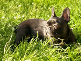 Pas de commentaire. Pas de commentaire.