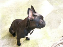 Pas de commentaire. Pas de commentaire.