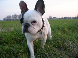 Pas de commentaire. Pas de commentaire.