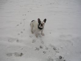 Pas de commentaire. Pas de commentaire.