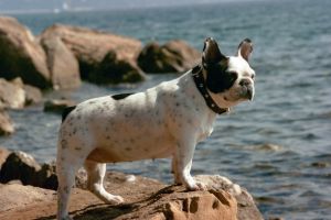 Qui vient me délivrer Qui vient me délivrer