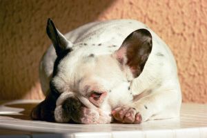 Pas de commentaire. Pas de commentaire.