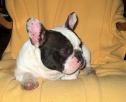 Pas de commentaire. Pas de commentaire.