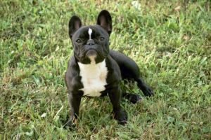 La 1ère compagnie moi aussi j'y étais La 1ère compagnie moi aussi j'y étais