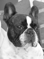 Pas de commentaire. Pas de commentaire.