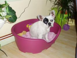 Pas de commentaire. Pas de commentaire.