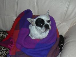 Pas de commentaire. Pas de commentaire.