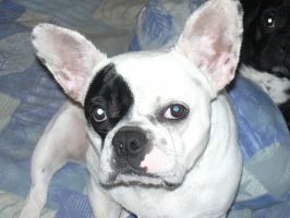 Pas de commentaire. Pas de commentaire.