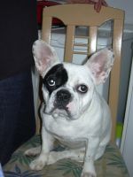 Pas de commentaire. Pas de commentaire.