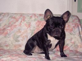 Pas de commentaire. Pas de commentaire.