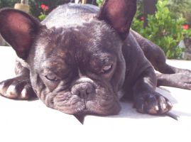 Pas de commentaire. Pas de commentaire.