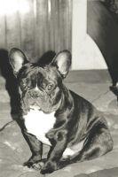 Pas de commentaire. Pas de commentaire.