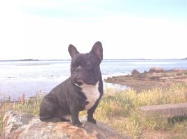 Pas de commentaire. Pas de commentaire.