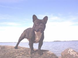 Pas de commentaire. Pas de commentaire.