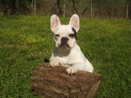 Pas de commentaire. Pas de commentaire.