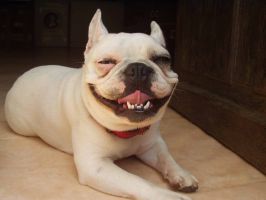 Pas de commentaire. Pas de commentaire.