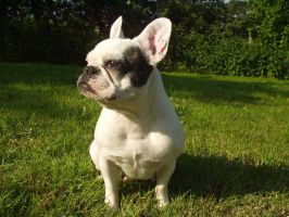 Pas de commentaire. Pas de commentaire.