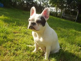 Pas de commentaire. Pas de commentaire.