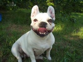 Pas de commentaire. Pas de commentaire.