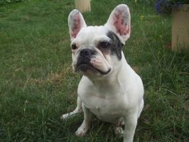 Pas de commentaire. Pas de commentaire.