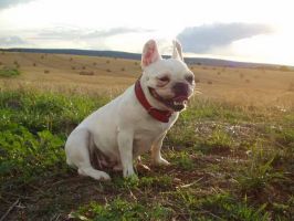 Pas de commentaire. Pas de commentaire.