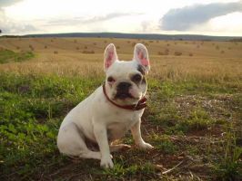 Pas de commentaire. Pas de commentaire.