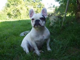 Pas de commentaire. Pas de commentaire.