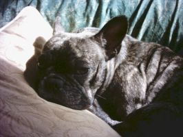 Pas de commentaire. Pas de commentaire.