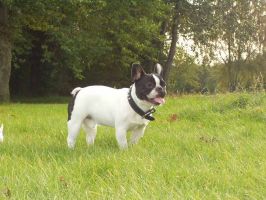 Pas de commentaire. Pas de commentaire.