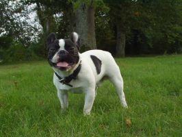 Pas de commentaire. Pas de commentaire.