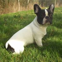 Pas de commentaire. Pas de commentaire.