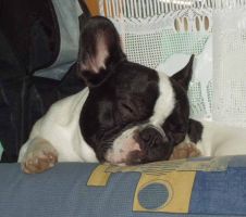 Pas de commentaire. Pas de commentaire.