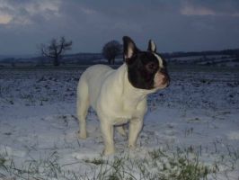 Pas de commentaire. Pas de commentaire.