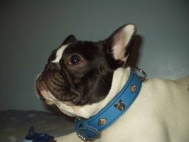 Pas de commentaire. Pas de commentaire.