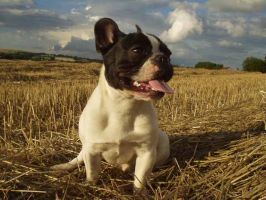 Pas de commentaire. Pas de commentaire.