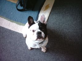 Pas de commentaire. Pas de commentaire.