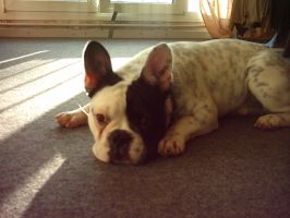 Pas de commentaire. Pas de commentaire.