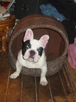 Pas de commentaire. Pas de commentaire.