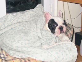 Pas de commentaire. Pas de commentaire.