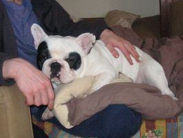 Pas de commentaire. Pas de commentaire.