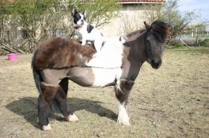 Pas de commentaire. Pas de commentaire.